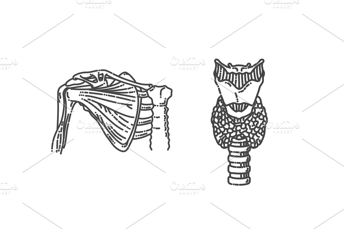Human Skeleton Structure, a Healthcare Illustration by Tettygreen (Photo 3 of 3)