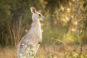 Eastern Grey Kangaroo