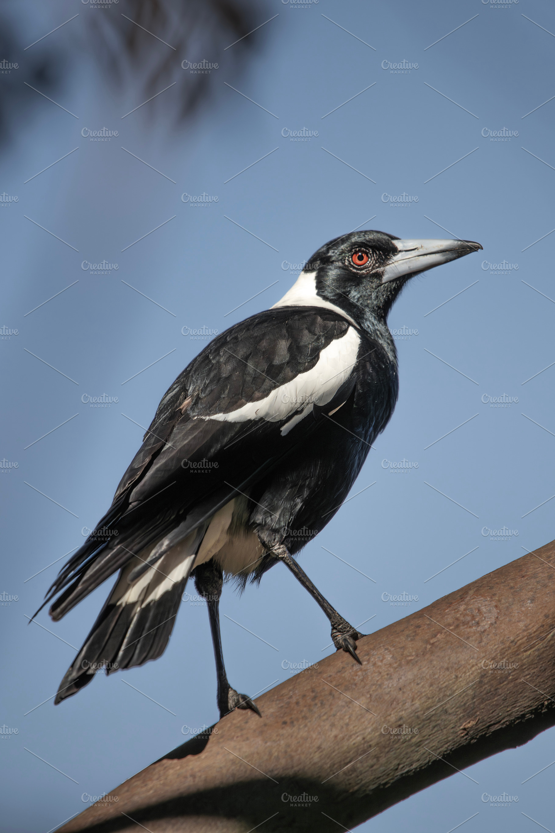 Australian Magpie, an Animal Photo by Rob D Animal Photography