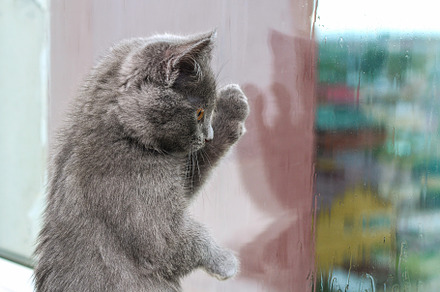 Gray little kitten looks and scratches window. Cat on the windowsill looks at t, an Animal Photo by Detriana