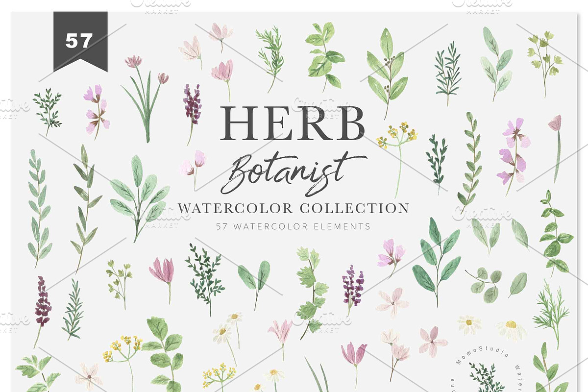 HERB BOTANIST watercolor clipart, a Decorative Illustration by Momo Studio (Photo 5 of 15)