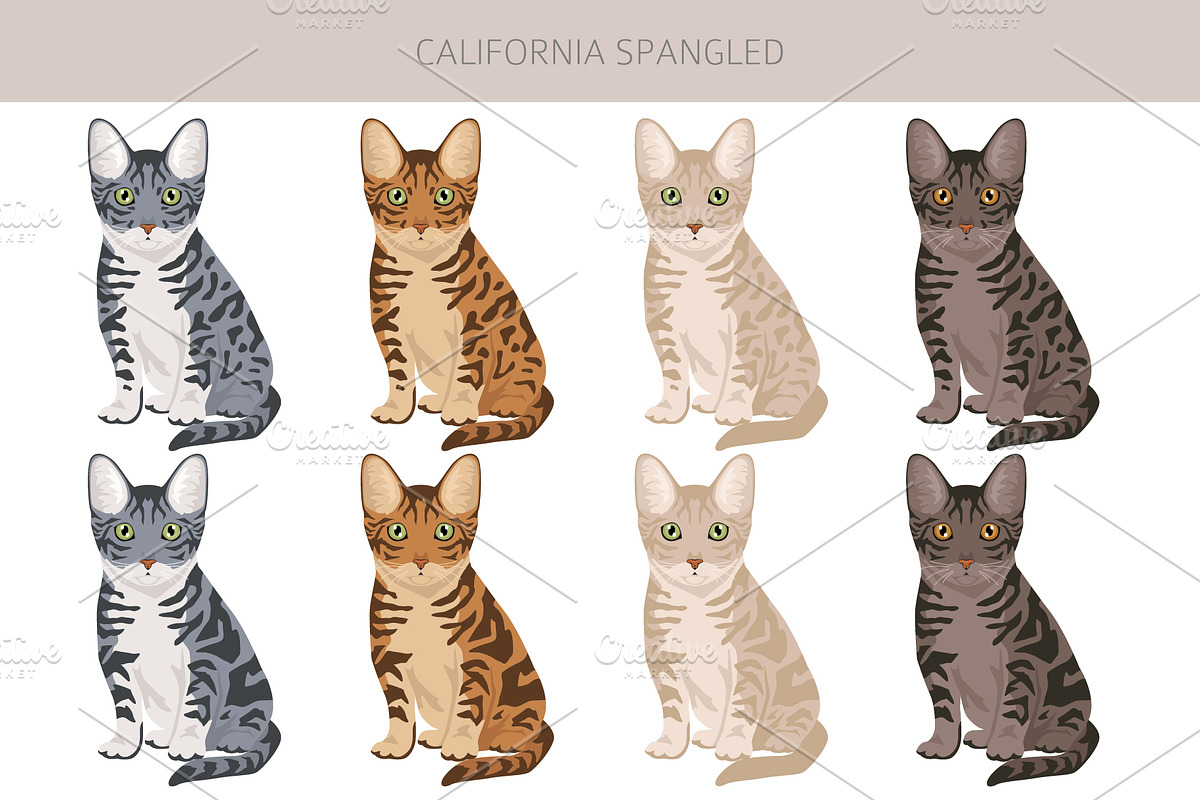 California Spangled Cat clipart set, an Animal Illustration by pet design shop (Photo 4 of 6)