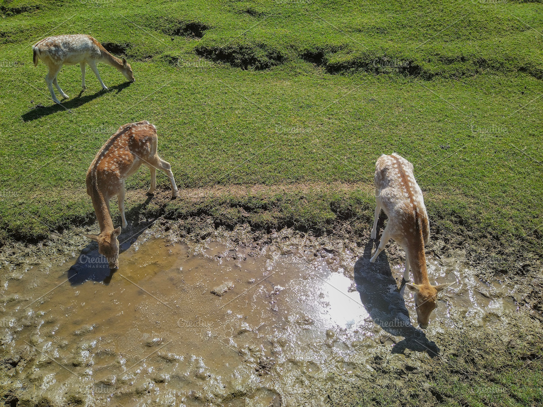 Deer drinking from muddy water, an Animal Photo by DanFLCreativo