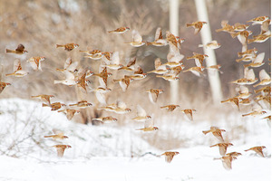 Multiple sparrows in motion against, an Animal Photo by Pakosta