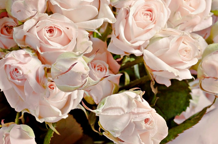 background of the many delicate little pink roses, a Nature Photo by TanaCh