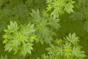 Marijuana Seamless Background