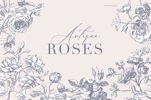Antique Roses - Illustration Set