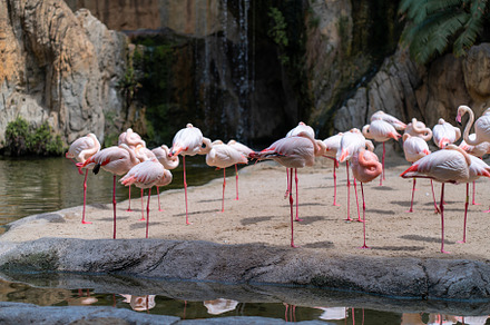 Flamingos resting peacefully by water edge at zoo