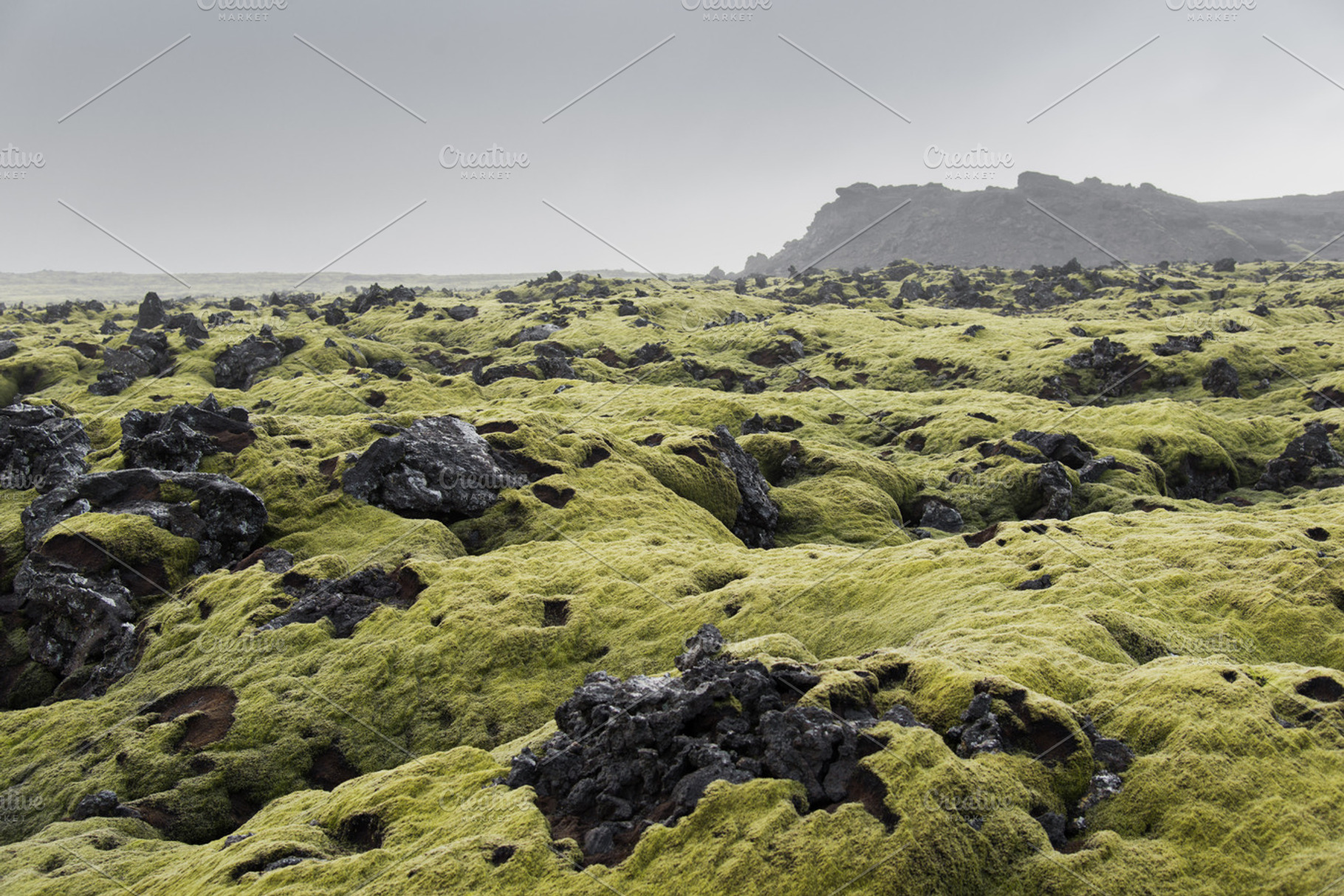 Fresh Icelandic Moss After The Rain