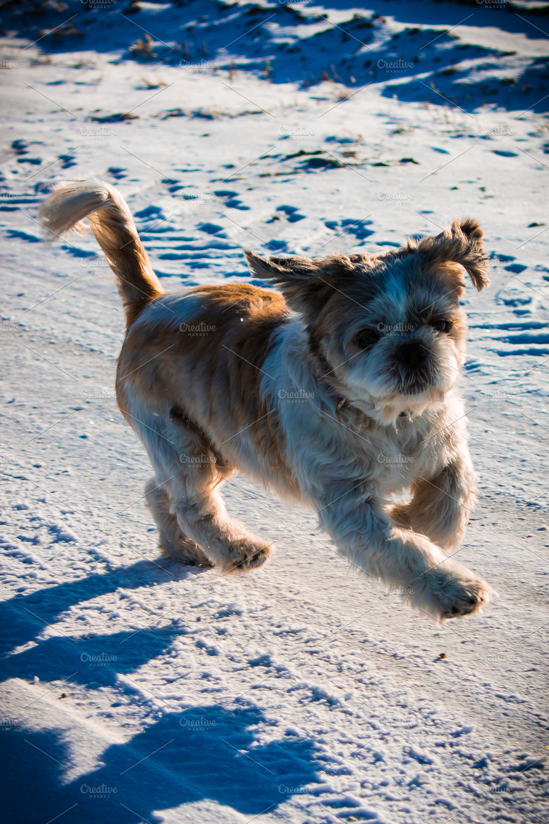 Dog Shih Tzu #2, an Animal Photo by jakub_kopecky