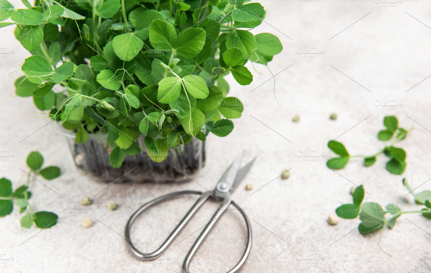 Fresh microgreens growing in plastic container and scissors on t, a Food & Drink Photo by Olena Rudo