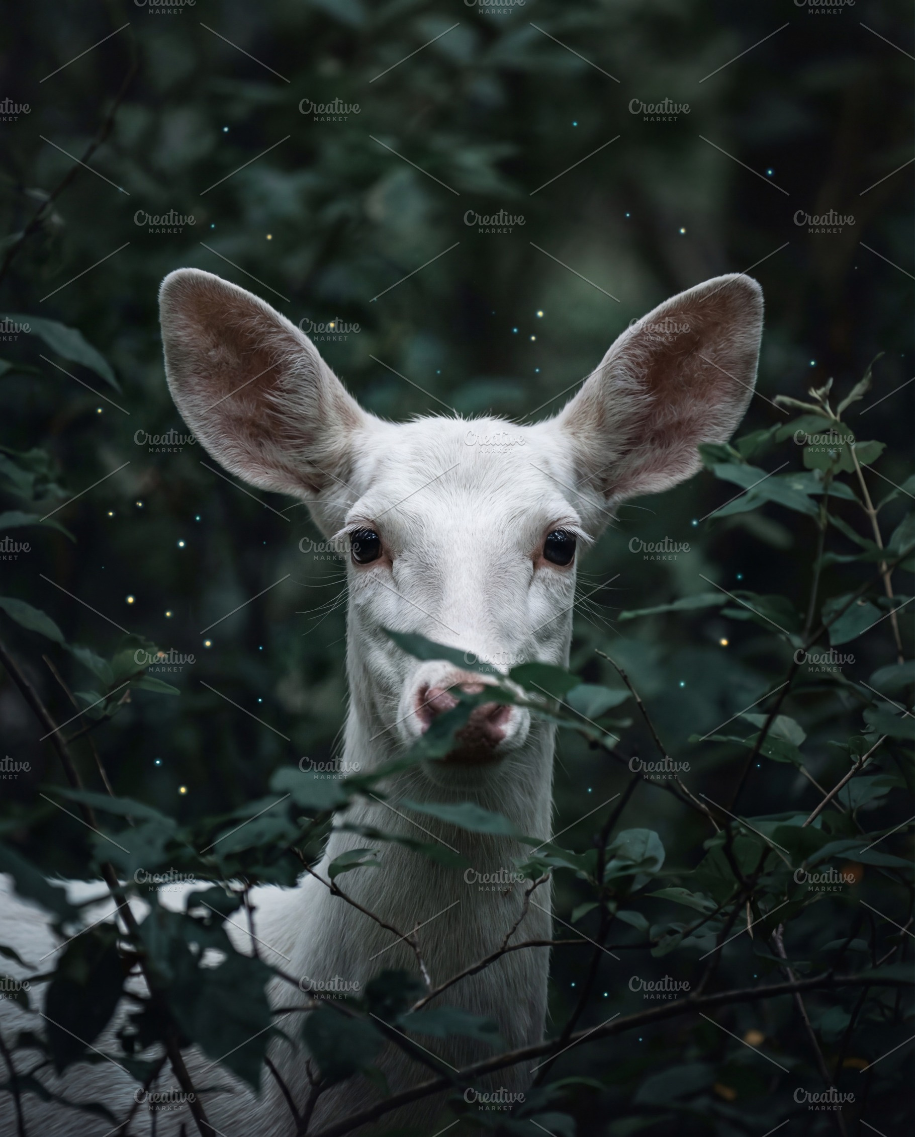 Majestic White Deer Peering, an Animal Photo by Virgo Studio