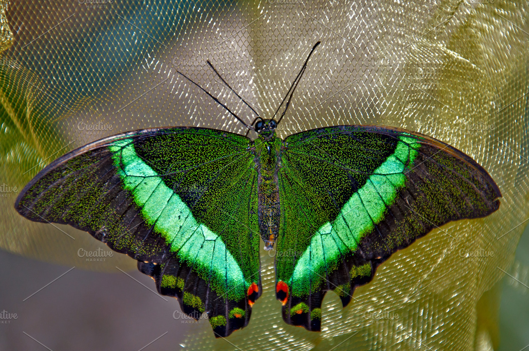 Green Butterfly