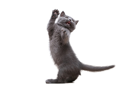 A small gray kitten plays with toy on fishing rod isolate on white background.