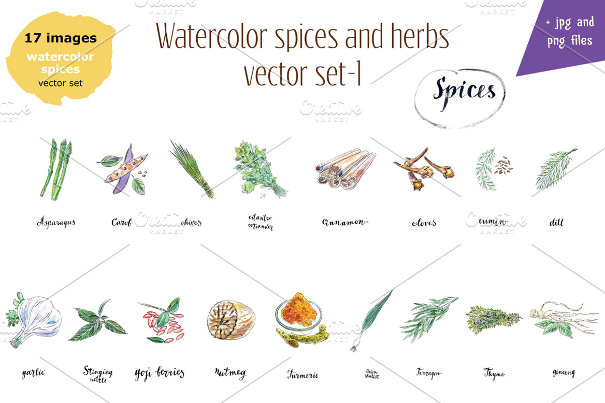Watercolor spices vector set-1, an Illustration by miminoshka (Photo 2 of 11)