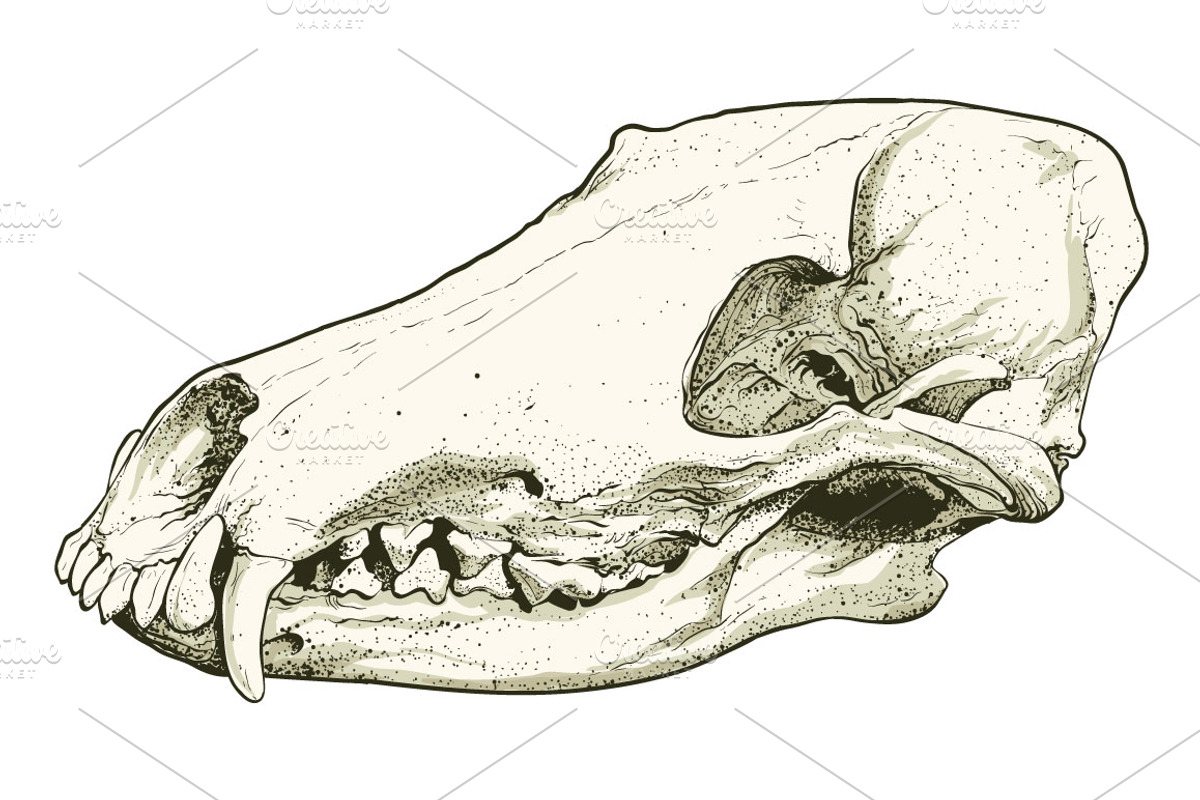 Skull, an Object Graphic by ArtOwl (Photo 6 of 10)
