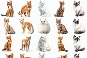 Watercolor Cats Clipart Pack (PNG), an Animal Illustration by DesignBTF (Thumbnail 3 of 8)