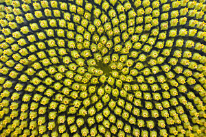Macro detail of sunflower seeds on the plant, a Background Photo by Davizro's Market