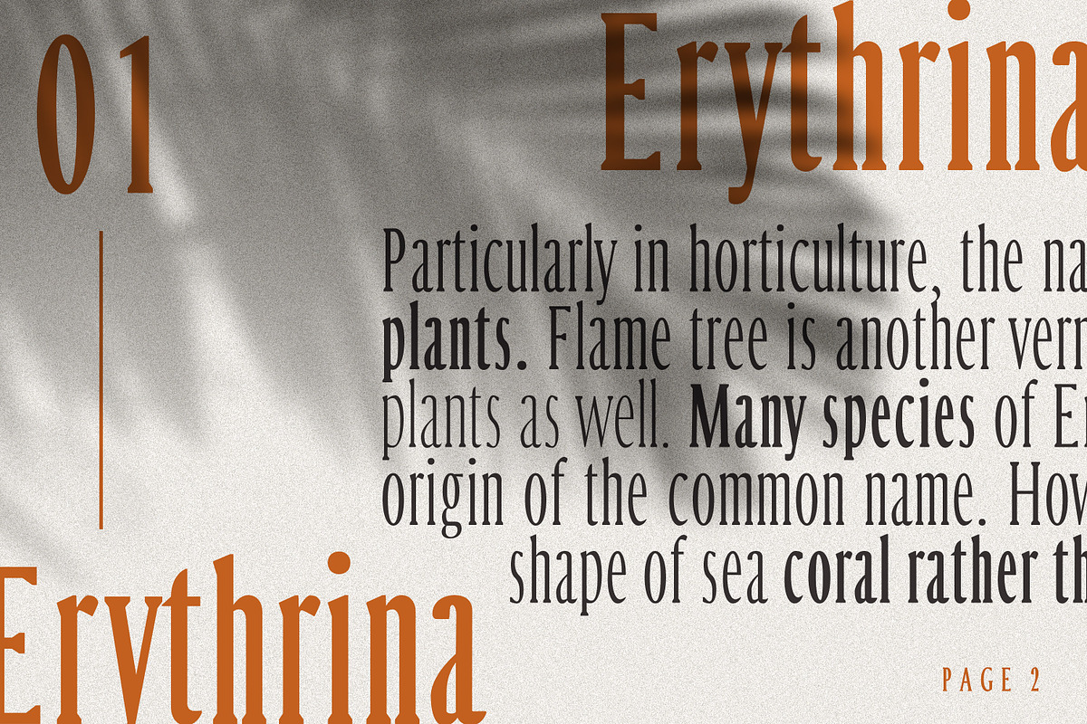 Margrite - Tall Serif Font Family, a Font by AndrewPixelType (Photo 4 of 9)