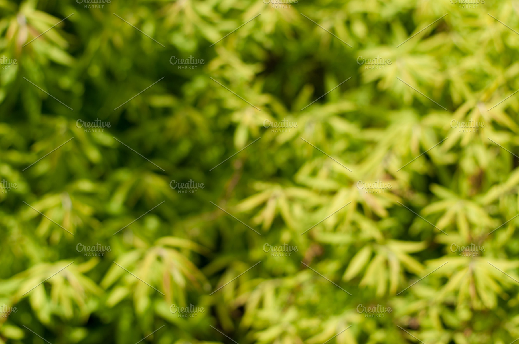 Bamboo Leaf Backdrop