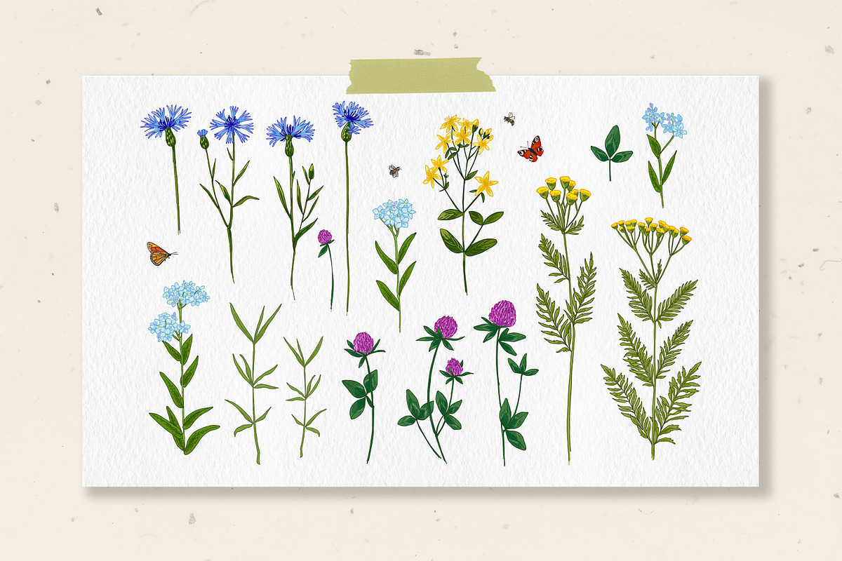 Wild herbs. Wildflowers in summer, a Decorative Illustration by irina.vaneeva (Photo 5 of 8)
