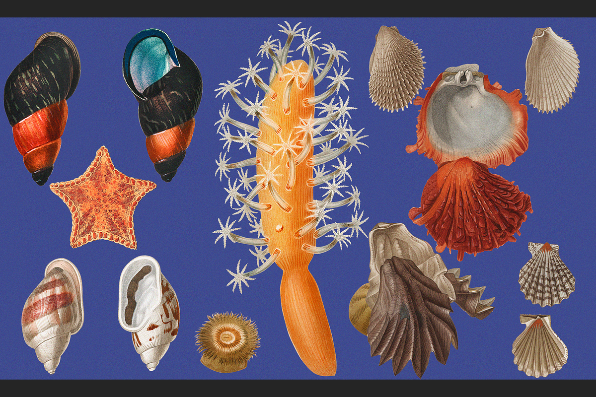 Sea World Vintage Illustrations, an Object Graphic by Lilithcollageart (Photo 7 of 7)