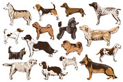 Dog breeds - sketches & lettering, an Animal Illustration by handsketched (Thumbnail 2 of 10)