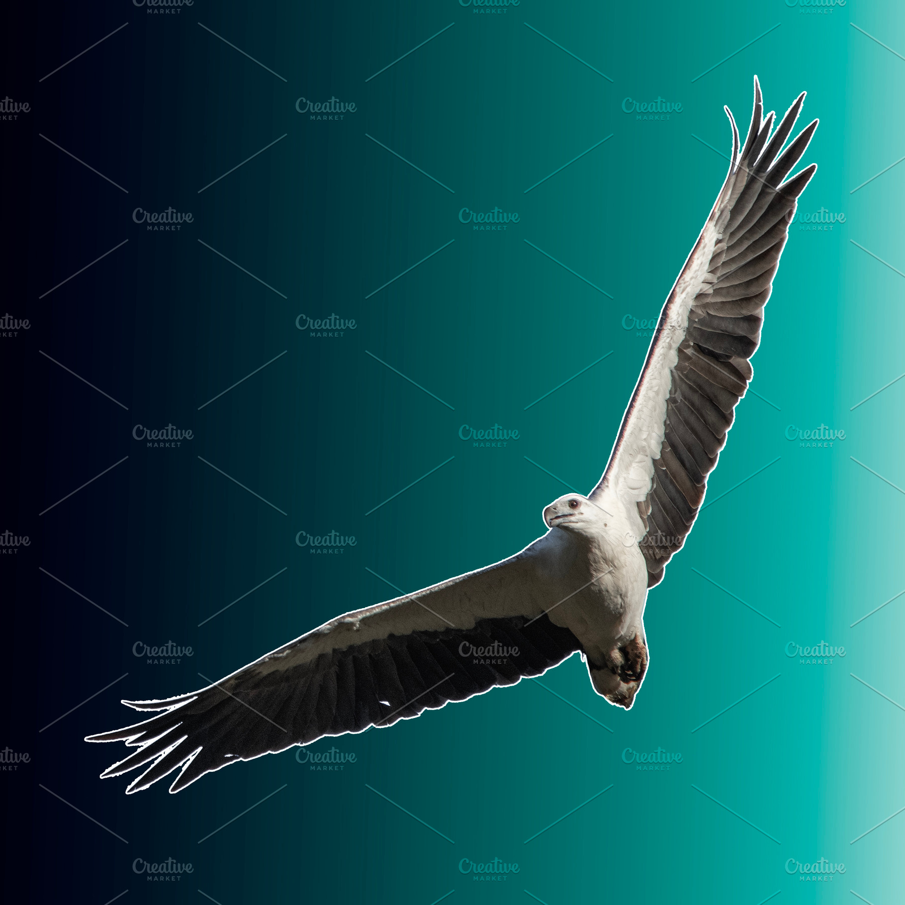 White-bellied sea eagle, an Animal Photo by Rob D Animal Photography