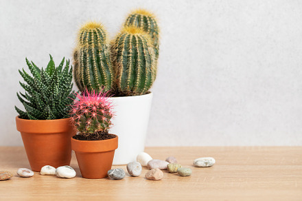 Different cacti and succulents growing in pots on wooden table, a Nature Photo by Olena Rudo