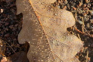 A close-up of a wet leaf on a gravel surface, showcasing droplets of water on i, a Nature Photo by Textures & Backgrounds