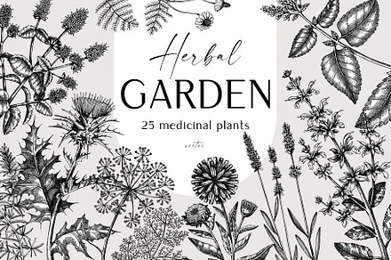 Medicinal Herbs - Healthcare Vectors, a Healthcare Illustration by Yevheniia
