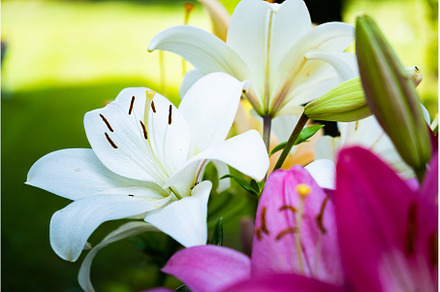 Lily flower in the garden. Shallow, a Nature Photo by MadPhotos