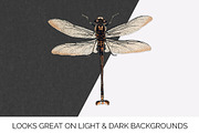 Dragonfly Australian Vintage Insect, an Illustration by Enliven Designs (Thumbnail 7 of 8)