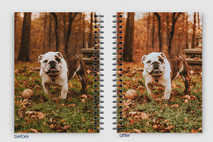 Cute Pets Lightroom Presets