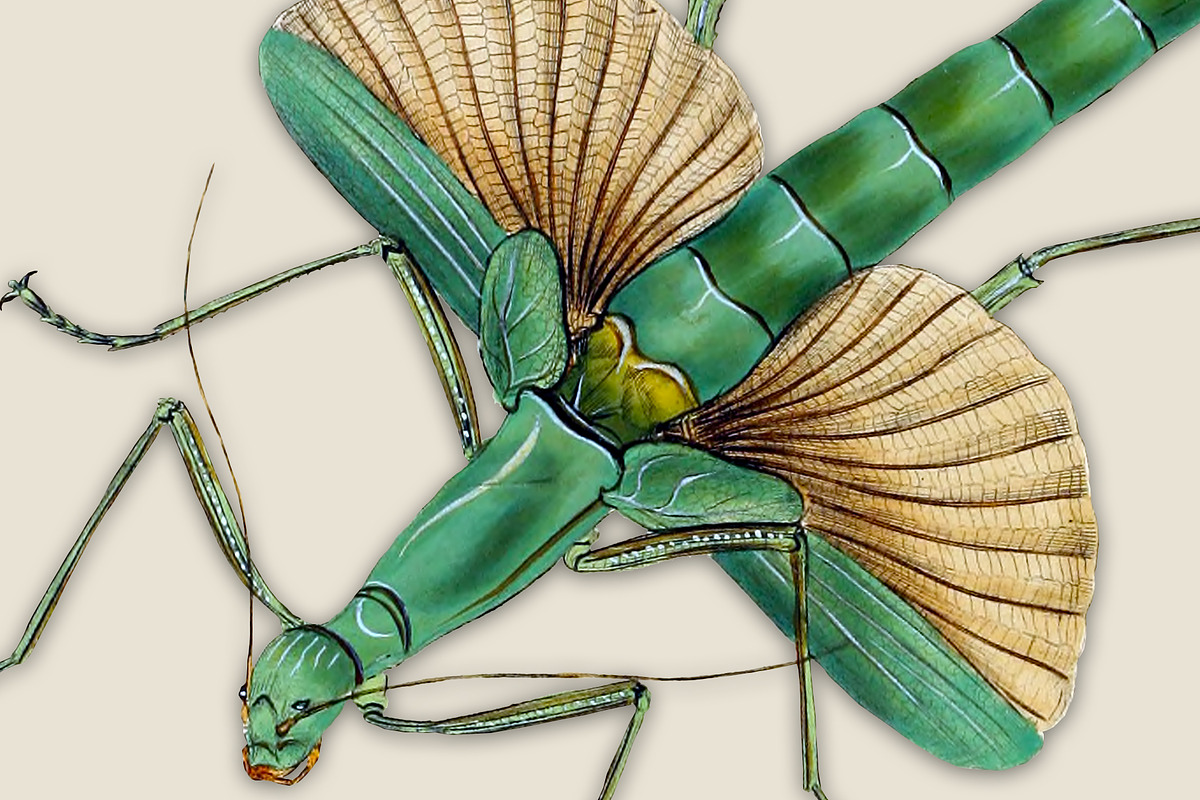 Vintage Entomology Clipart Sampler 1, an Illustration by ephemoire (Photo 3 of 3)