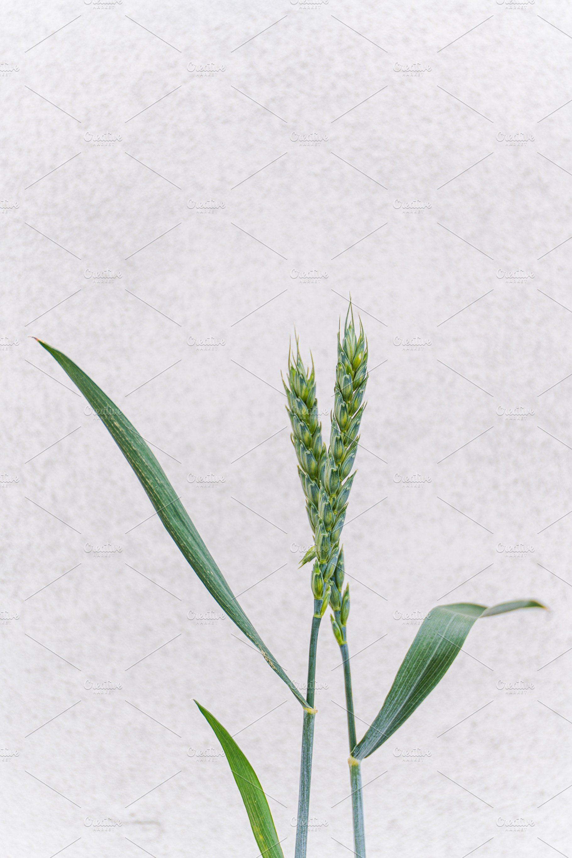 Green wheat plant in the grassland, a Nature Photo by Anna Bogush