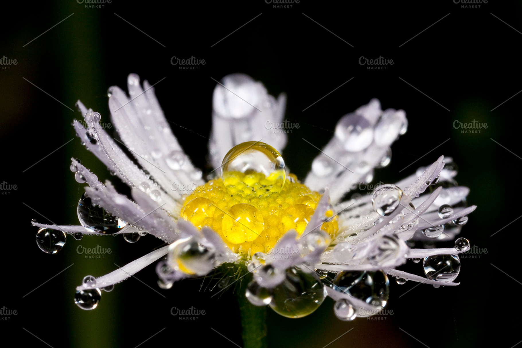Daisy In Morning Dew