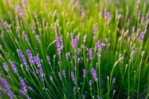 Lavender and green grass
