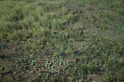 Grass Pack, an Environmental 3D Model by SilverTM (Thumbnail 1 of 6)