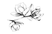 Hand Sketched Magnolia, an Object Graphic by VictoriaKStudio (Thumbnail 4 of 6)