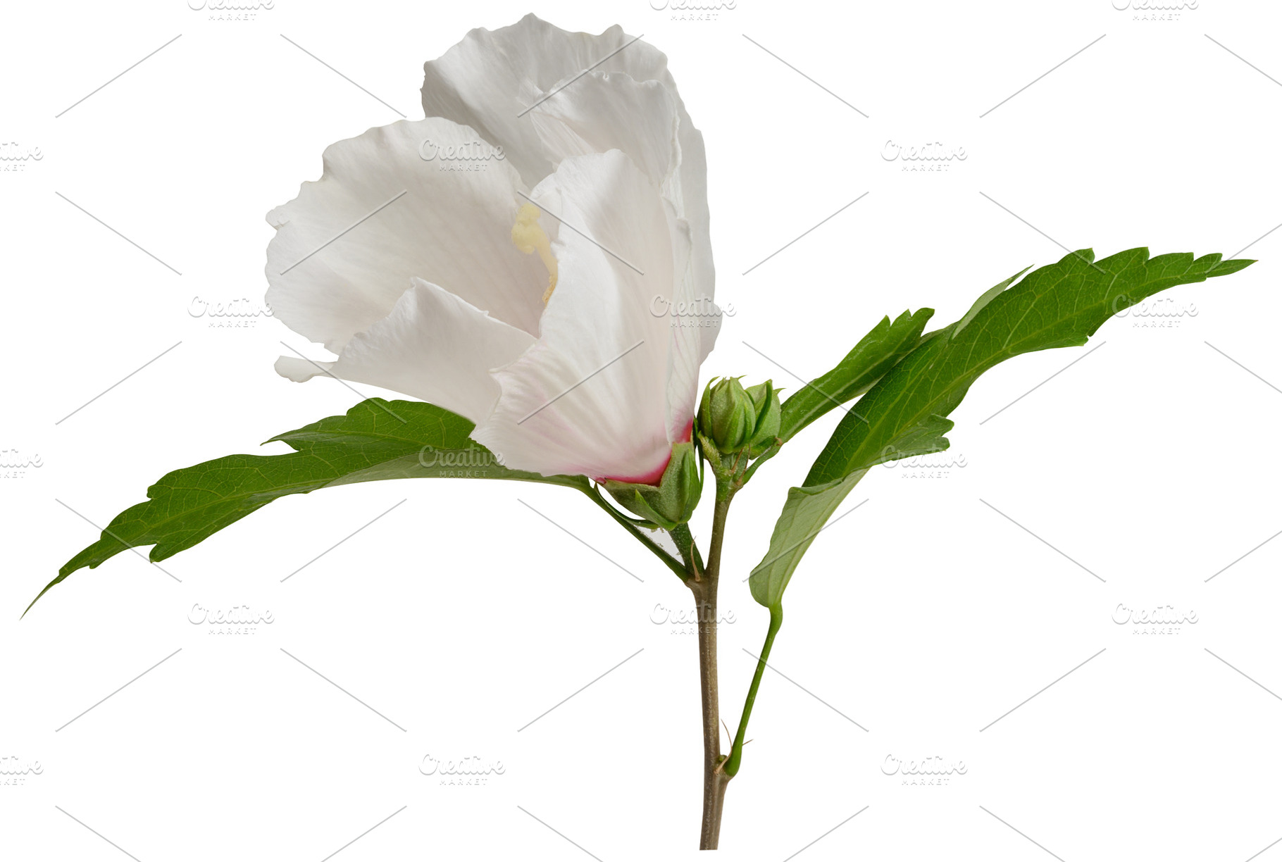 White hibiscus flower with green leaves, isolated background, a Nature Photo by ndanko