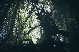 The shire stock photo
