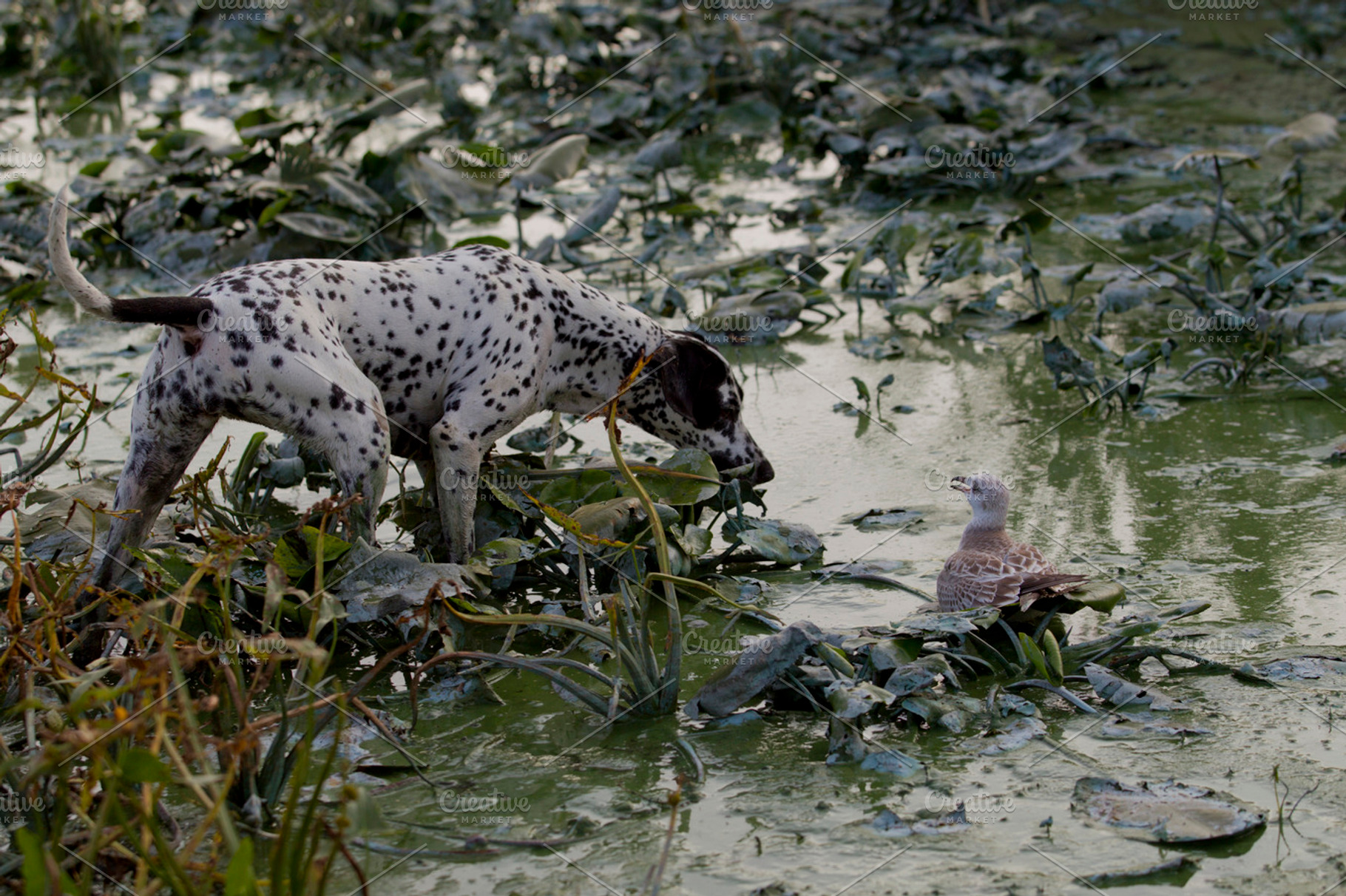 Dog on hunting containing dog, hunting, and nature
