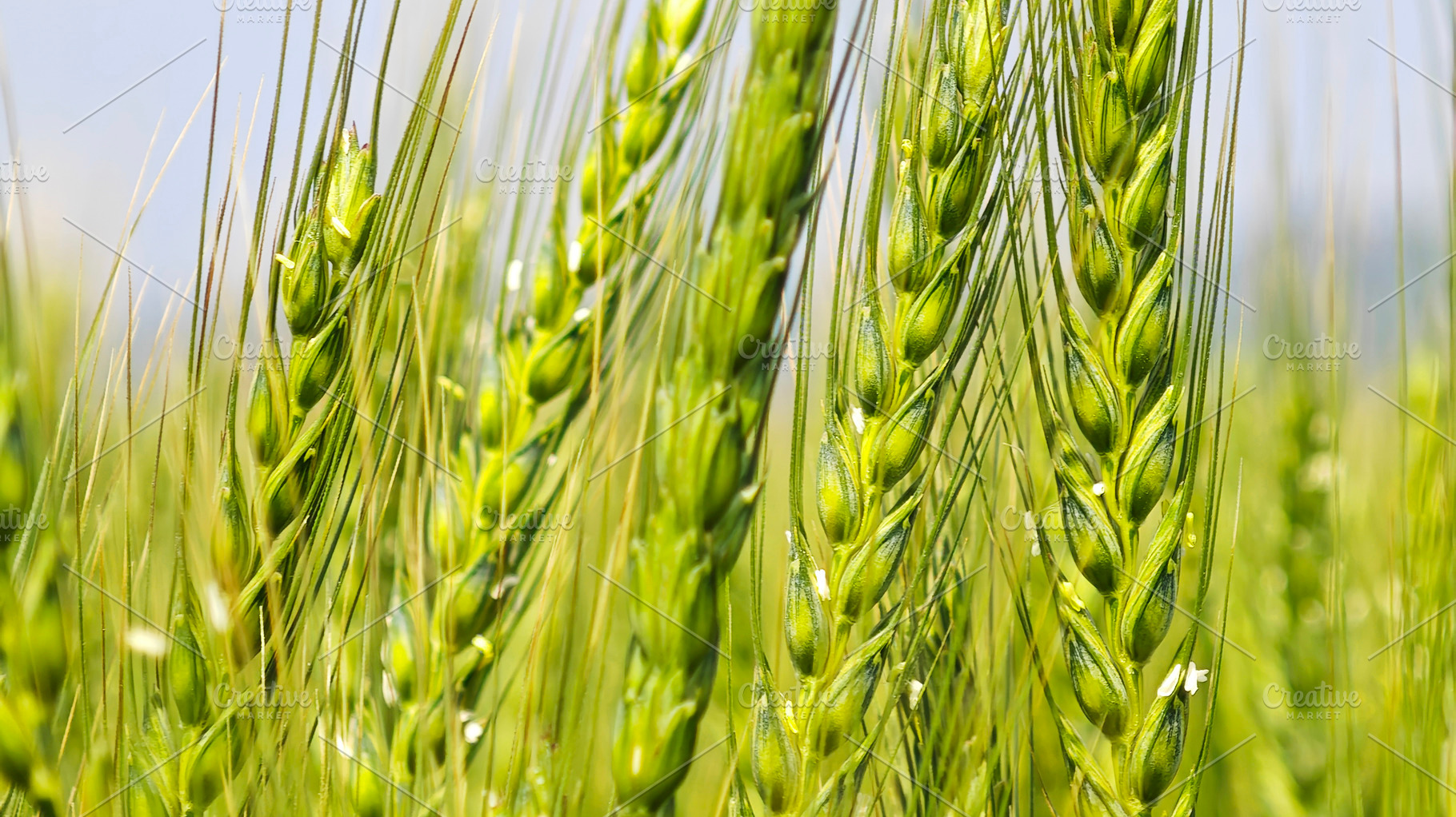 Close-up of Young green wheat growing in an agricultural field,, an Industrial Photo by salmon.black