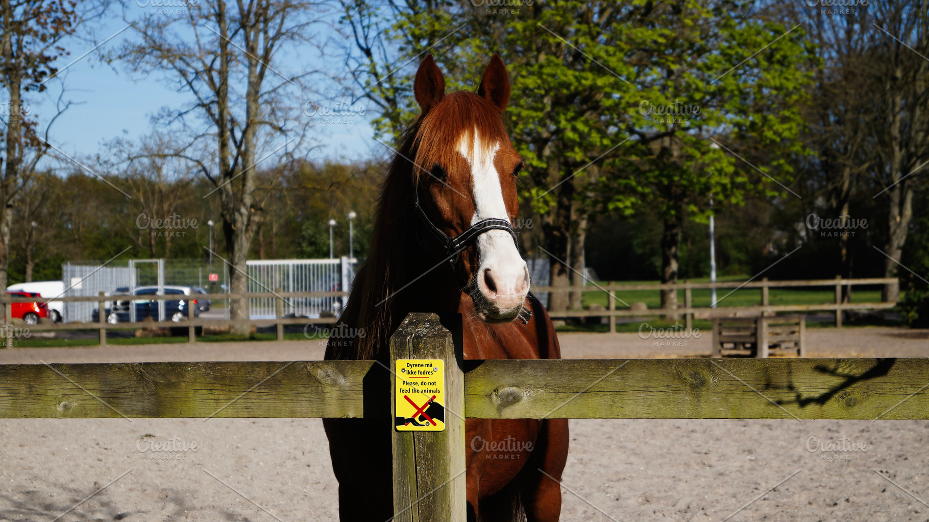 Chestnut horse behind a wooden fence on a sunny day in Denmark, a Photo by AS photostudio