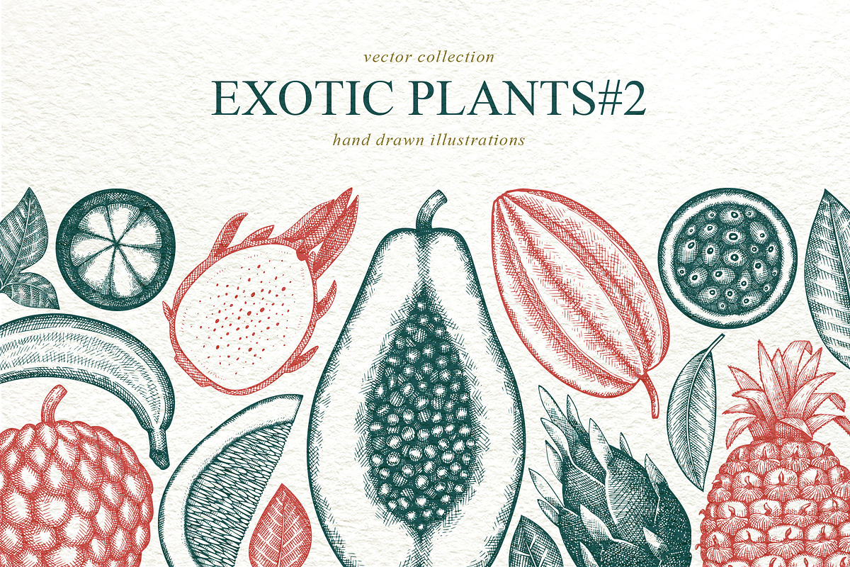 Exotic Plants Vector Collection#2, a Food Illustration by Lubov Illustrations Shop (Photo 1 of 3)