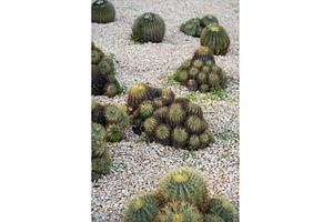 Golden barrel cactus clusters, a Nature Photo by volodymyrshtun13795