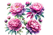 Pink & Purple Peony Flowers Clipart, an Illustration by Designworld (Thumbnail 5 of 6)