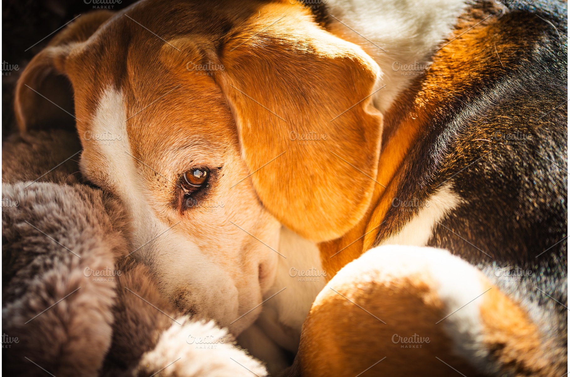 Beagle dog resting on a fluffy, an Animal Photo by MadPhotos