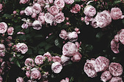 Modern Moody Photoshop Actions, an Action Add-On by Foto Rx Co. (Thumbnail 4 of 9)